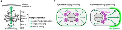 The neuronal Golgi in neural circuit formation and reorganization